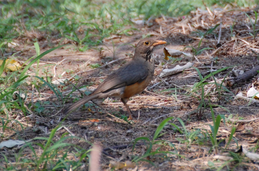 dal Sud Africa: Tordo di Kurrichane (Turdus libonyana)